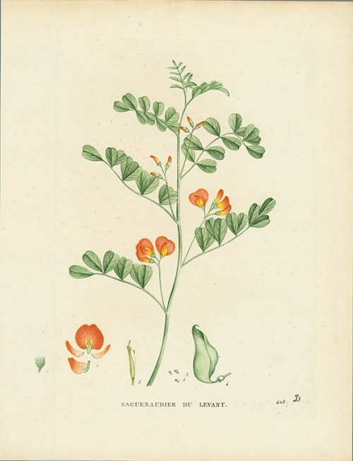 Baguenaudier du Levant. [Colutea Arborescens.  Bladder-senna].