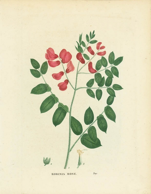 Robinia Rose. [Rose Acacia, Bristly Locust].