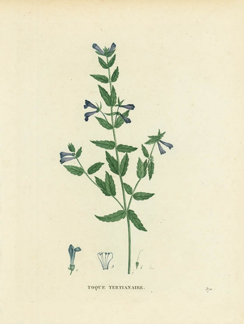 Toque Tertoamaore. [Scutellaria galericulata. Common skullcap].