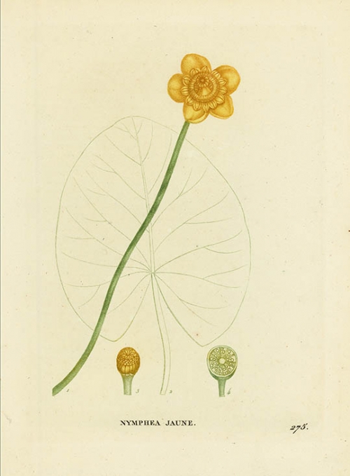 Nymphea Jaune. [Yellow Water-lily].