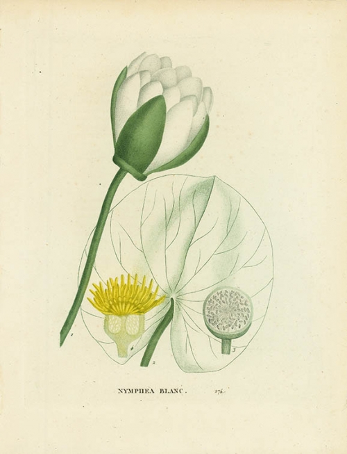 Nymphea Blanc. [Nymphaea Alba.  White Water-lily].