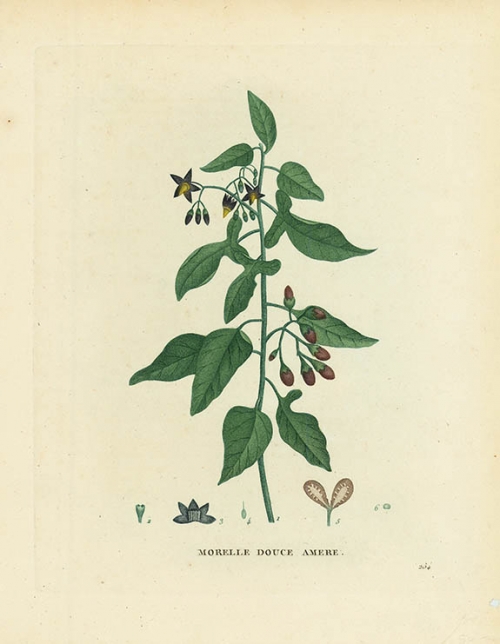 Morelle Douce Amere. [Solanum Dulcamara.  Nightshade.  Bettersweet].